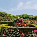 비보이 공공조형물 | 부천 백만송이 장미원 실시간 개화현황 (2026. 05. 17일)