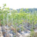 관정목장 이미지