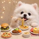 [전문가과정] 펫푸드 스타일리스트 2급 자격과정 | 펫푸드자격증 종류와 시험 구조 정리 (준비 기간·활용 범위)