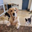 댕글벙글 이미지