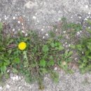 바위백이공원 이미지