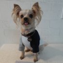 줄줄이러브펫 | 강아지신문/한국애견신문