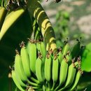 (주)바나나10 이미지