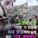 고양이 수명 '15년' 더 연장해 최대 30살까지 살게 하는 '신약' 개발됐다. 이미지