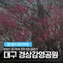 경상감영공원 | 대구 경상감영공원 홍매화 봄풍경 감상하며 산책하기 좋아요!