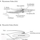 어류의 부레와 식도를 연결하는 기도(pneumatic duct) 이미지