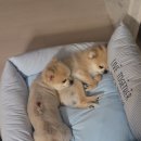메이동물메디컬센터 이미지
