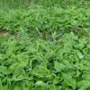 내덕농장 이미지