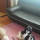 뿌리네 애견샵 이미지