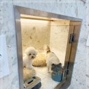 강남언니애견미용호텔 | 강남 개포동 애견호텔 켈리독 강아지미용 추천 할인 꿀팁