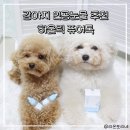 강아지톡 | 강아지 인공눈물 추천 하울릭 퓨어톡 솔직 사용 후기