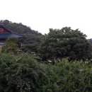 오늘도 미묘 이미지