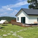 도그프리덤 이미지