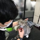 더예뻐질개 네이버블로그