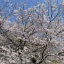 가야대학교(김해) | 김해 벚꽃길 벚꽃 명소 가야대학교 추천 개화상태...사람 없는 포토스팟 후기 꽃 구경 데이트 주차 꿀팁