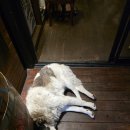 삐꼴로 비어(Beer) 펍(Pub) | [이스탄불 맥주집] Küfelik Pub & Bistro (feat. 병맥 캔맥 보단 생맥!!)