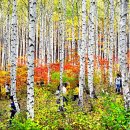 2025년 10월 09일(목).특별회원의날 산행(원대리 자작나무숲길) 안내(한성 기준 07시 출발) 이미지