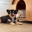 안다 동물보호소 | 안다 동물보호소 평택유기견보호소 유기견봉사활동 후기