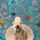 댕댕이의 품격 이미지