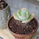 금산농원 이미지