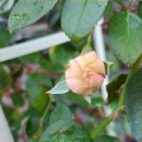 예찬피아노 이미지