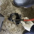 오수 | 상가 바닥 누수 해결, 비닐로 막혀 깨진 오수 배관 수리 후기