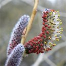 산너머남촌에는 이미지