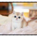 강서고양이분양 나비캣 이미지