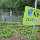 지용농장 Daum카페