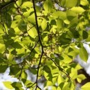 느릅나무집 이미지