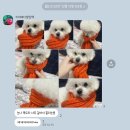 티나네강아지미용실 | 야옹아 멍멍 해봐