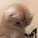 나비야 이미지