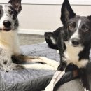 펫 마마의 집 이미지