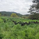 약산흑염소 이미지