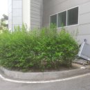 (주)금강산조경