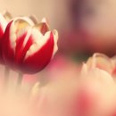 사랑의 날개 이미지