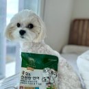 지니펫 | 정관장 지니펫 강아지 홍삼 사료 급여 후기