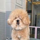 야옹아 멍멍해봐 미용실 이미지