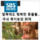 청솔원 | &lt;건강 계란&gt; 난각1번 자유방목, 동물복지 유정란 &#39;청솔원 계란&#39;