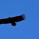 서산의 독수리(Vulture) 이미지