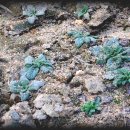 연동농장 이미지