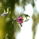 꽃담배도 하늘에 걸리고.. : Flowering tobacco plant 이미지