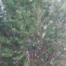 대마초등학교 이미지