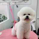 귀여븐댕 이미지