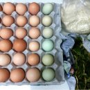 깊은샘블루베리농장 이미지