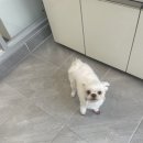 귀빈펫살롱 이미지