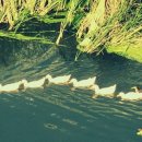 삼향천6 이미지