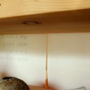 물안뜰