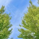 샬롬(Shalom) 이미지