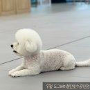 펫바스로 동탄 이미지